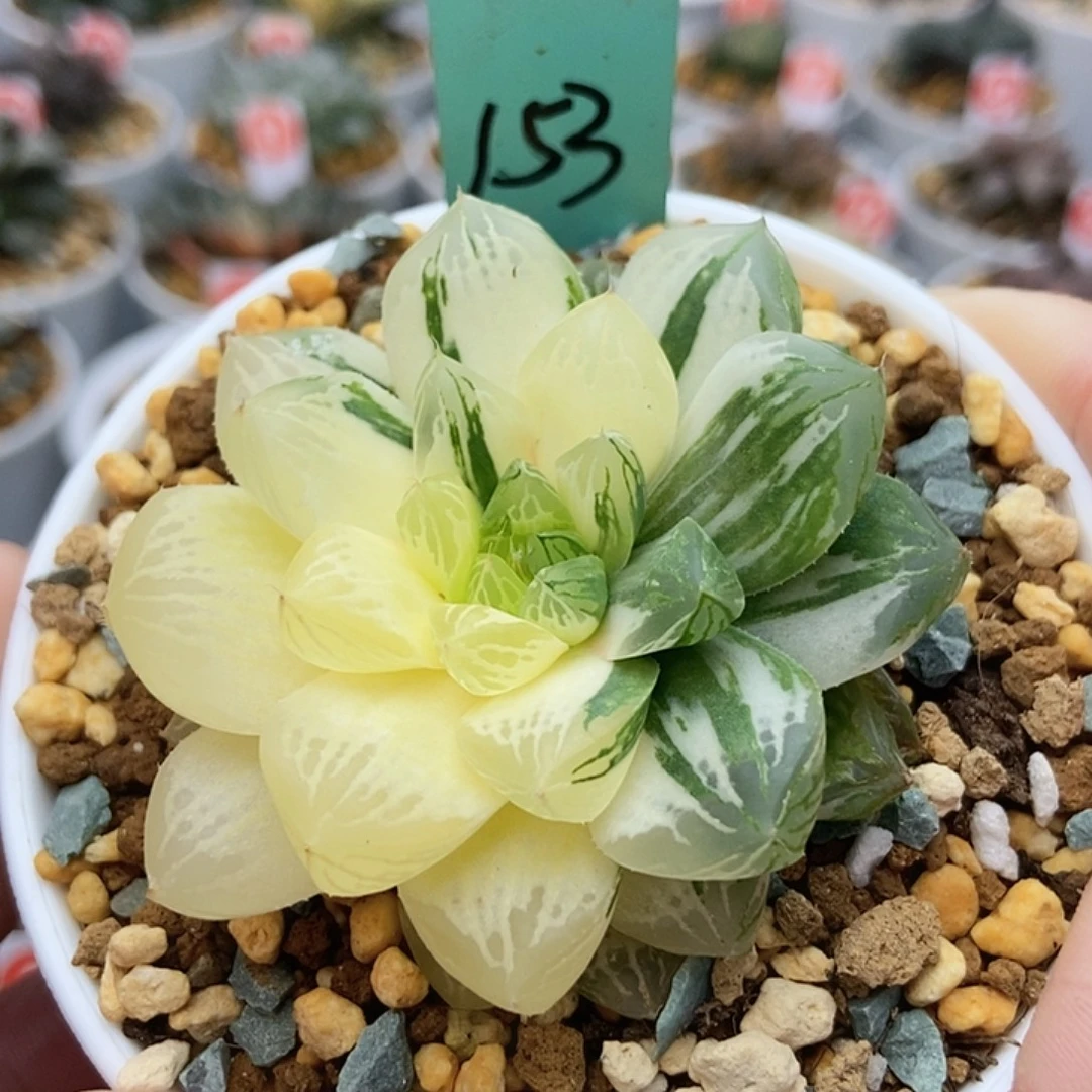 15苏州玉露锦123456789