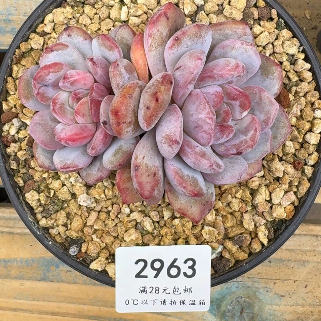 集**了2963星影石化（10厘米）