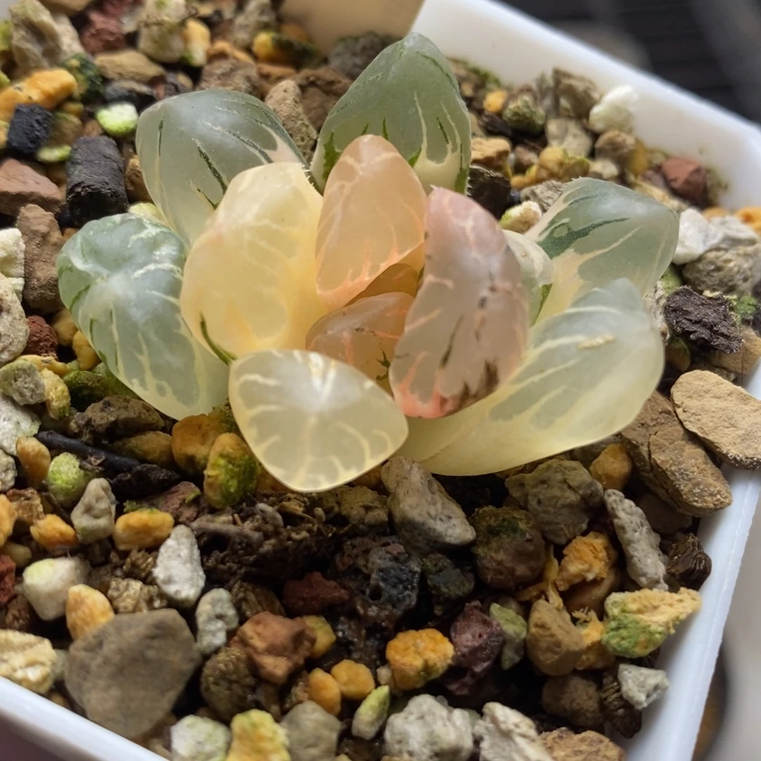 337黑水晶玉露锦一物一拍