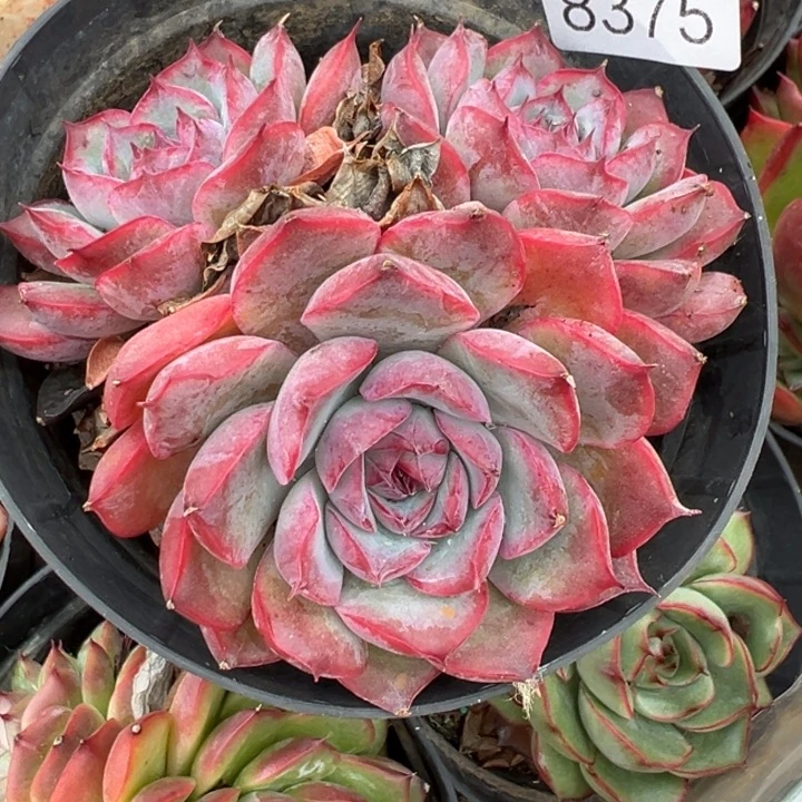****8375杂交多肉植物基地