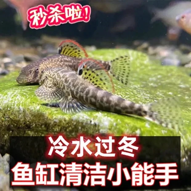 清道夫麦氏吸鳅爬岩鳅琵琶鱼淡水冷水除藻缸壁清洁鱼工具鱼鱼缸
