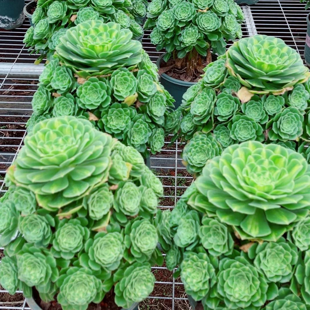 模特五彩琉璃量拍多肉法师一个