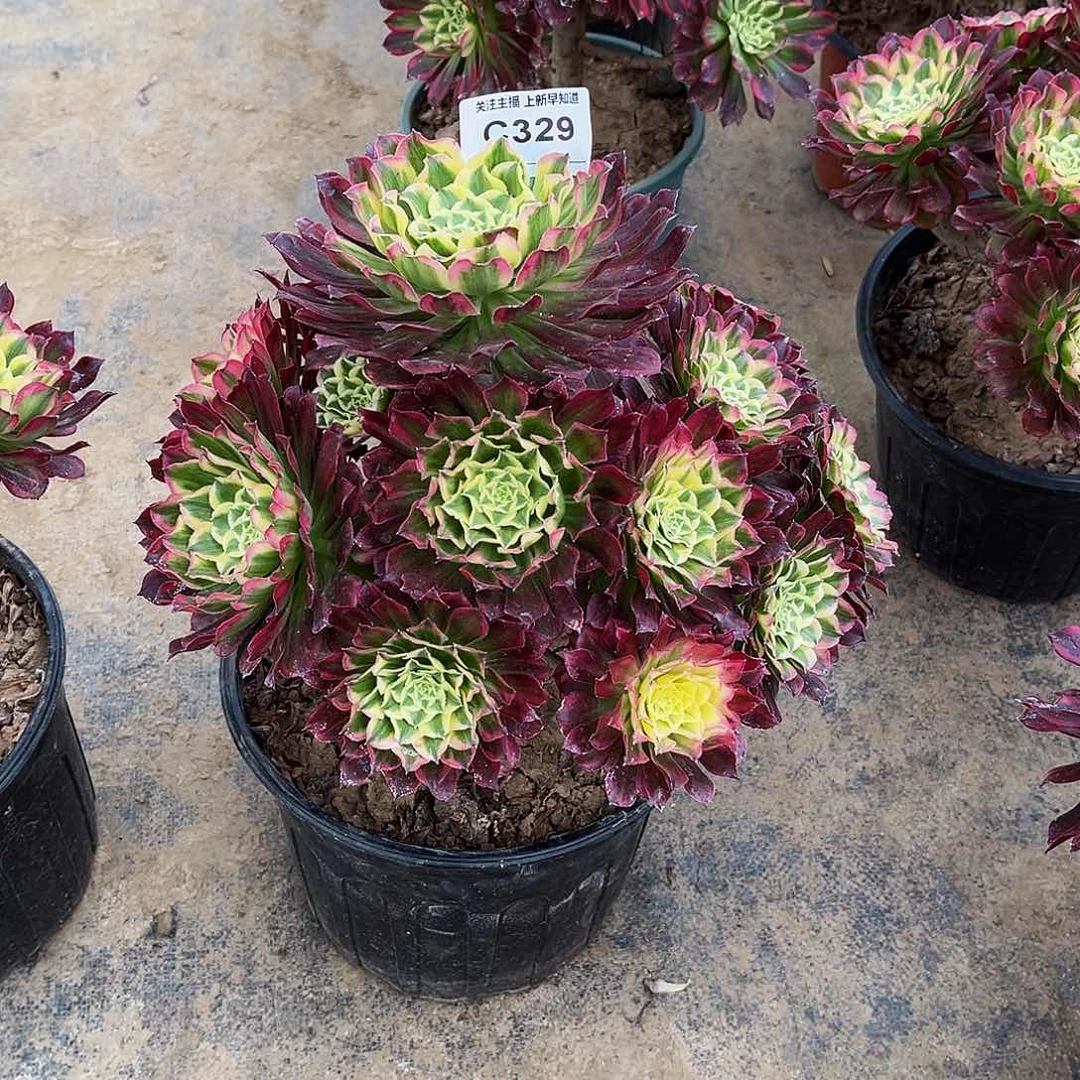 ?***?多肉植物329天合