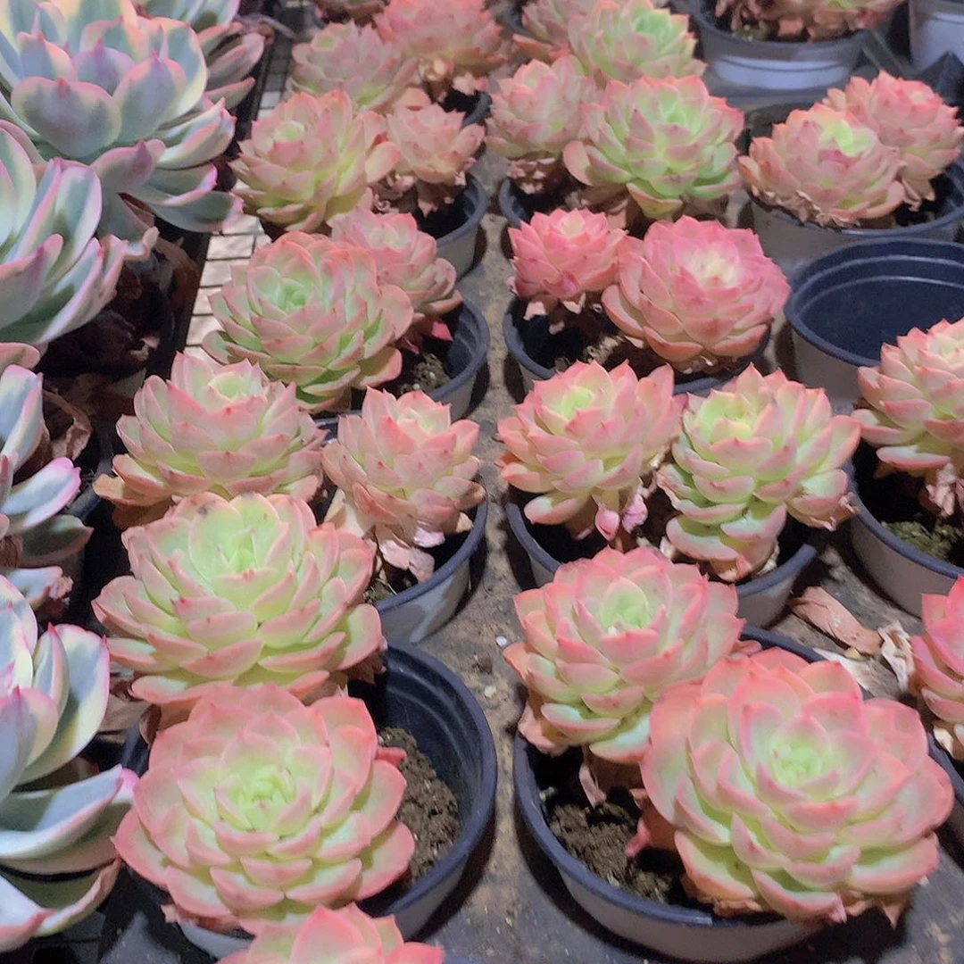 星娜搭3456778899900000