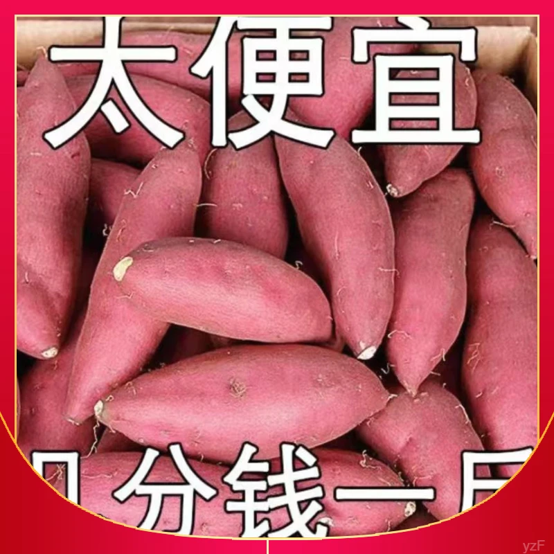 【产地直发】正宗黄心蜜薯超甜蜜薯软糯地瓜番薯红芋新鲜现挖现发
