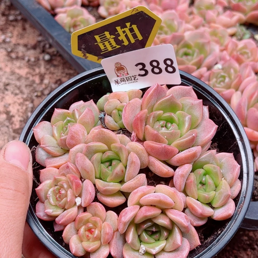 多肉植物多肉植物