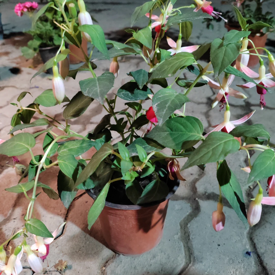 红皮紫芯重瓣灯笼花一盆包邮到家