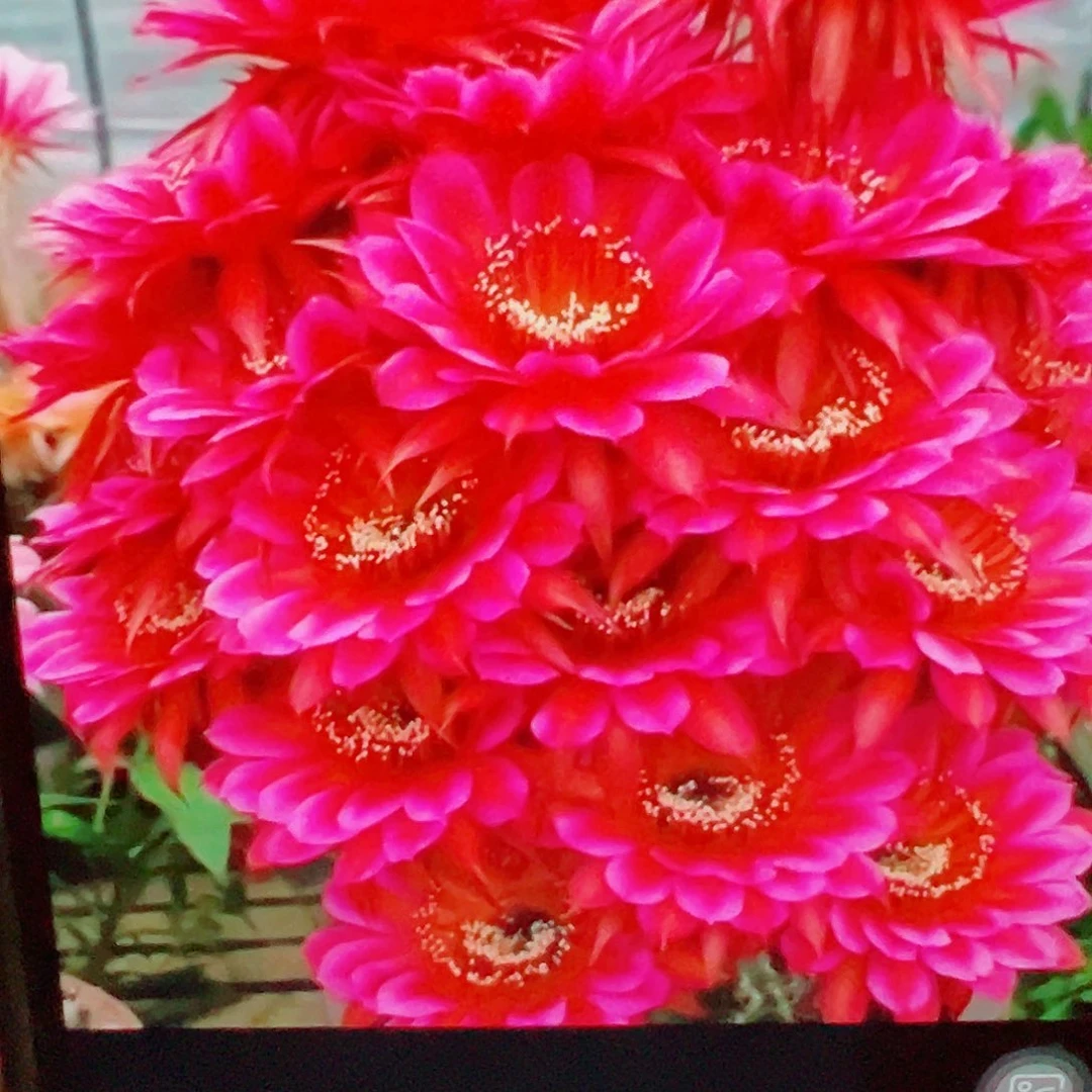 彩草 甲骨文 侧芽 满20包邮
