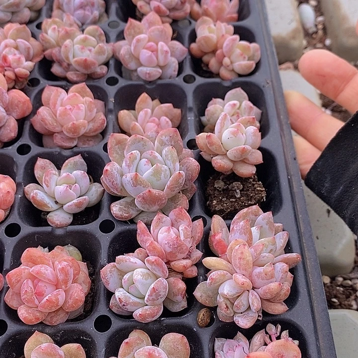 90 多肉植物盆栽花卉