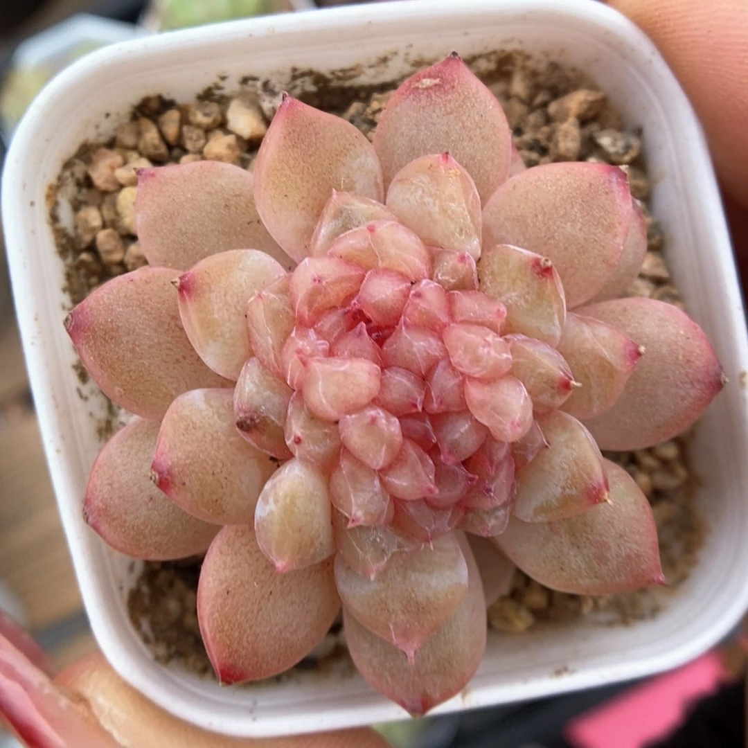 k****n女王玫瑰群4512号。