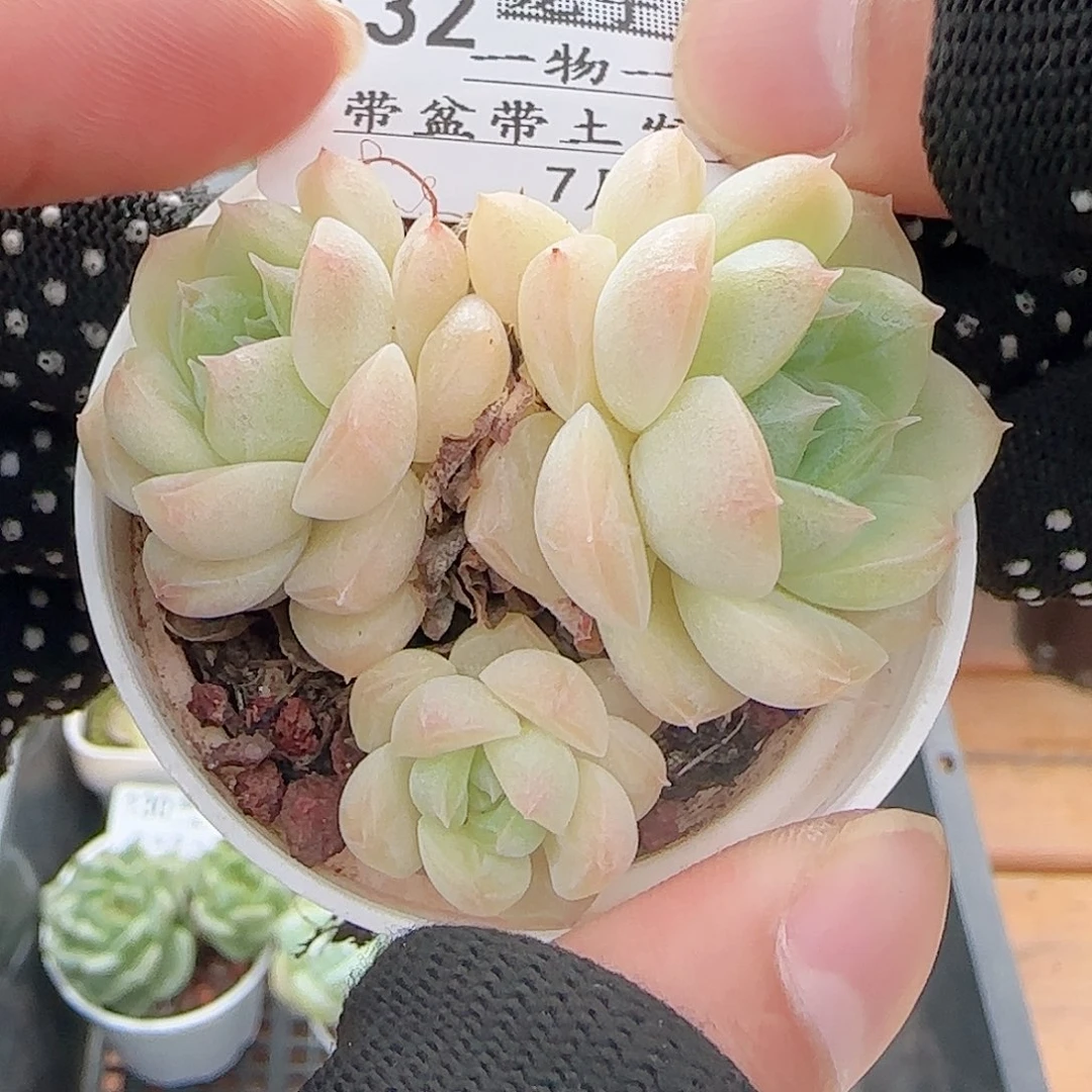 多肉0731-132白桃汽水