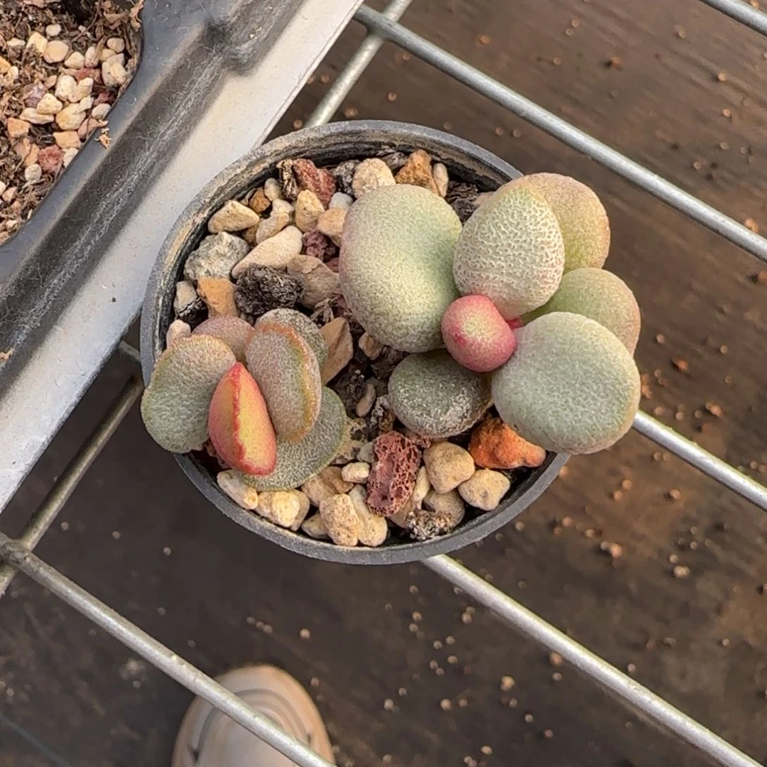 s****?水泡组合多肉植物