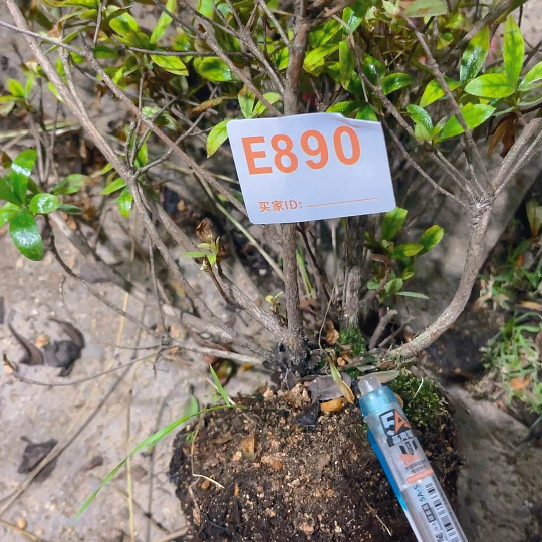 直播时间一直一直