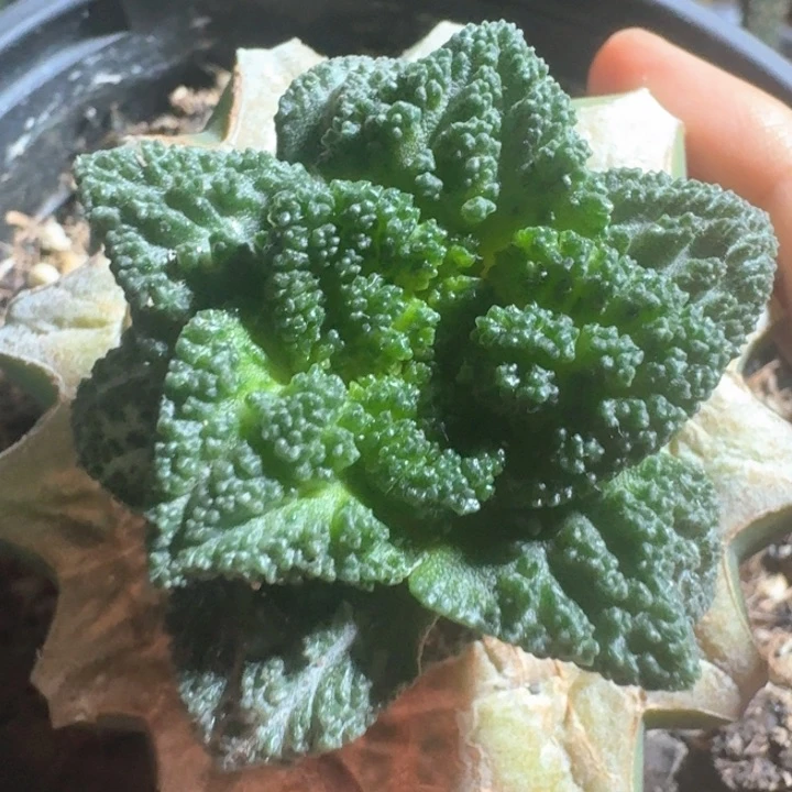 辛顿苗接仙人球福利
