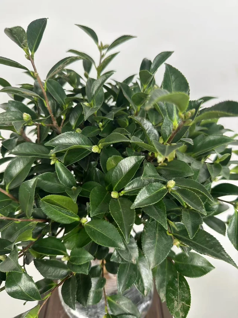 耐冬茶梅球 四季常青 耐寒耐旱 6年大苗盆栽地栽  带花苞