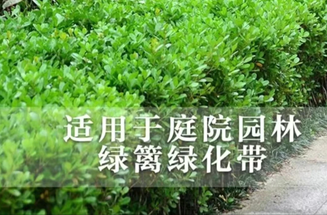 瓜子黄杨小叶黄杨苗黄杨床苗四季常青耐阴常绿庭院绿篱围栏绿化苗