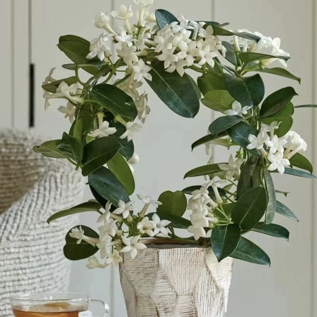 很香！马达加斯加茉莉常绿爬藤植物新娘花阳台花园植物