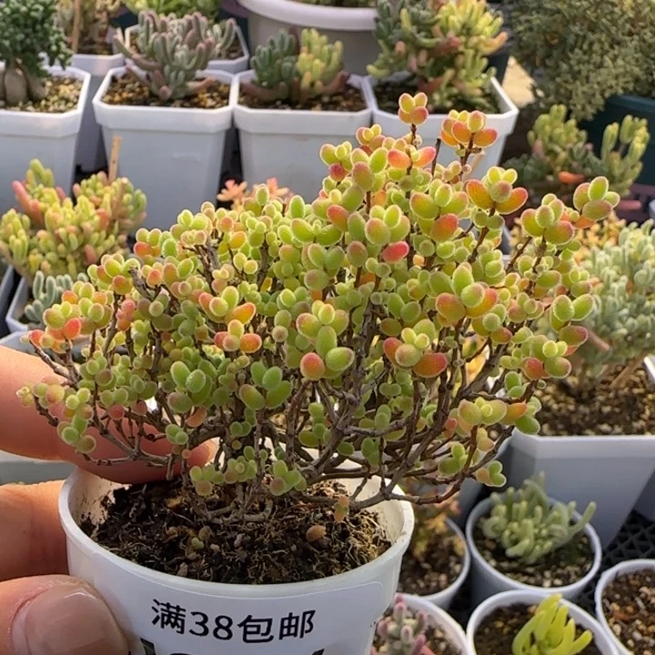 261-蜜桔糖球植物枝干