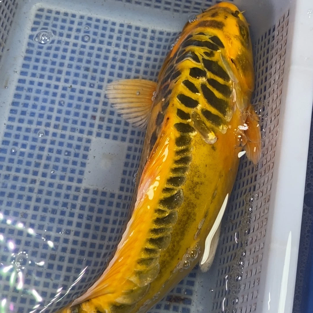 锦鲤冷水锦鲤包邮