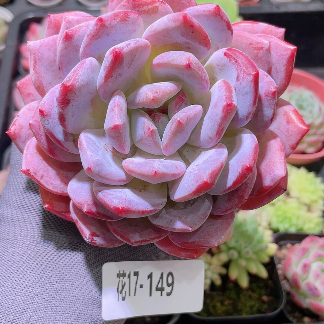 花利美17-149橙梦露