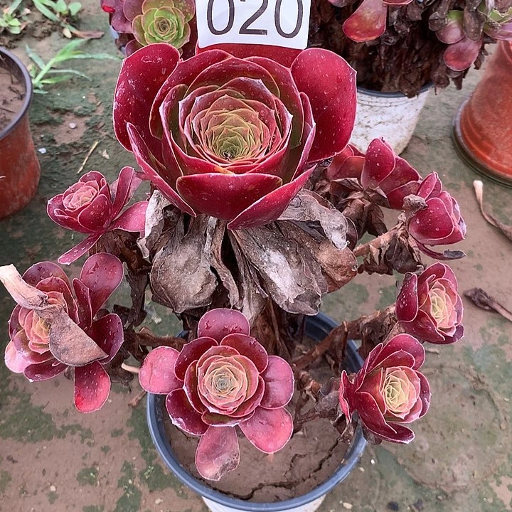 无花朵020魅金玫瑰