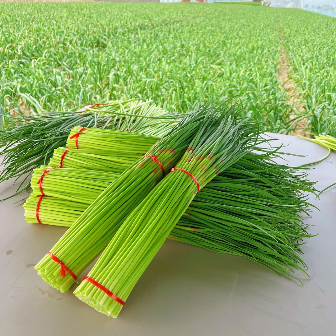 （涛总裁）2025年河南蒜苔新鲜红帽嫩蒜薹应季蔬菜现摘现发3斤5斤