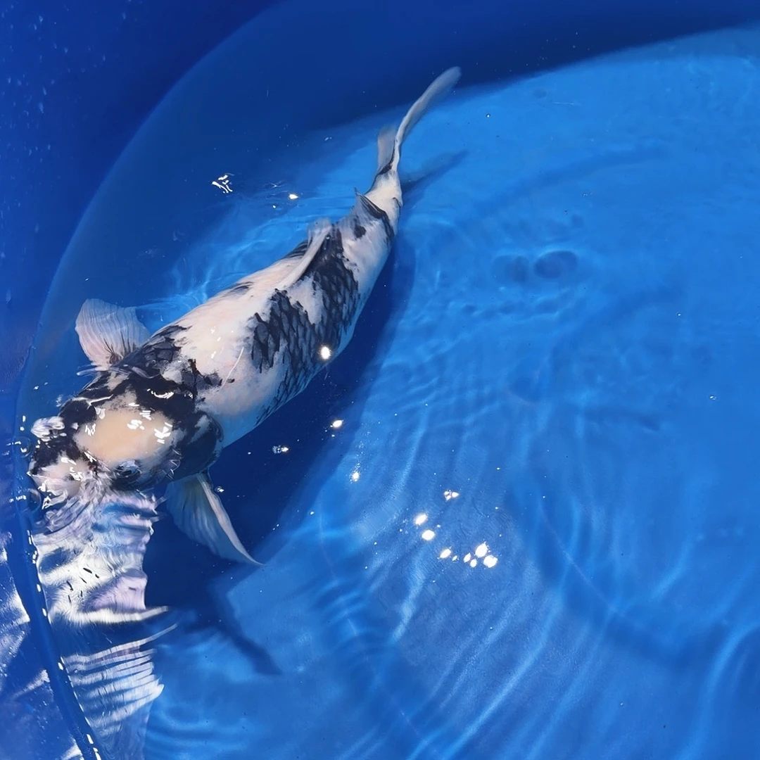 锦鲤白写专拍链接