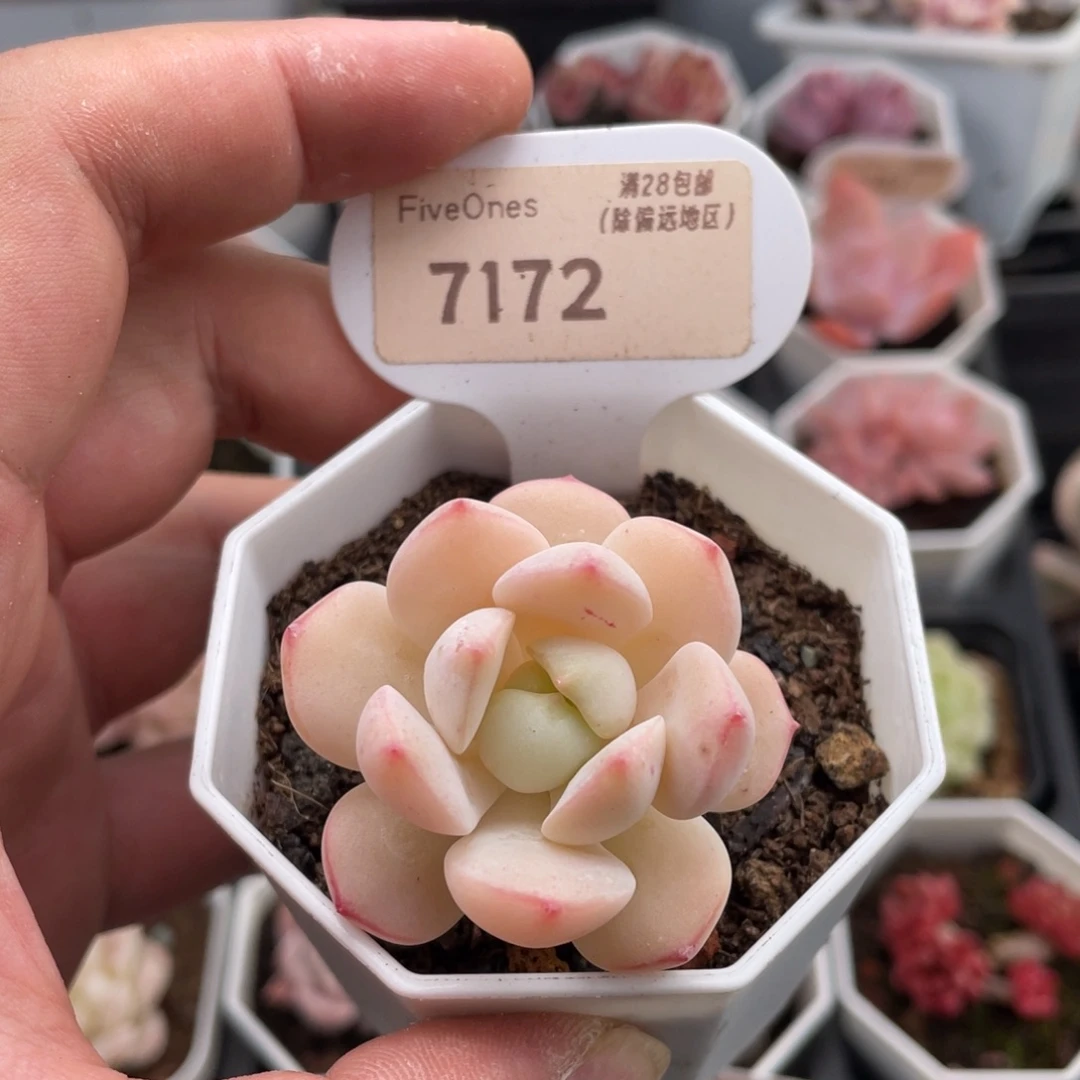 香草7172-4.5厘米