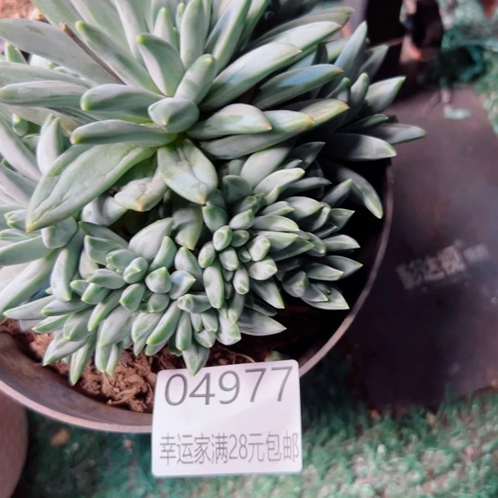 幸运的是我还没遇到你呢