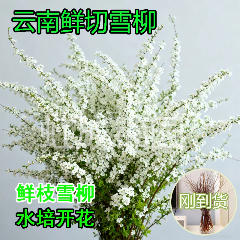 云南直发雪柳鲜切年宵花喷雪花水养鲜花插花水培客厅耐寒花卉绿植