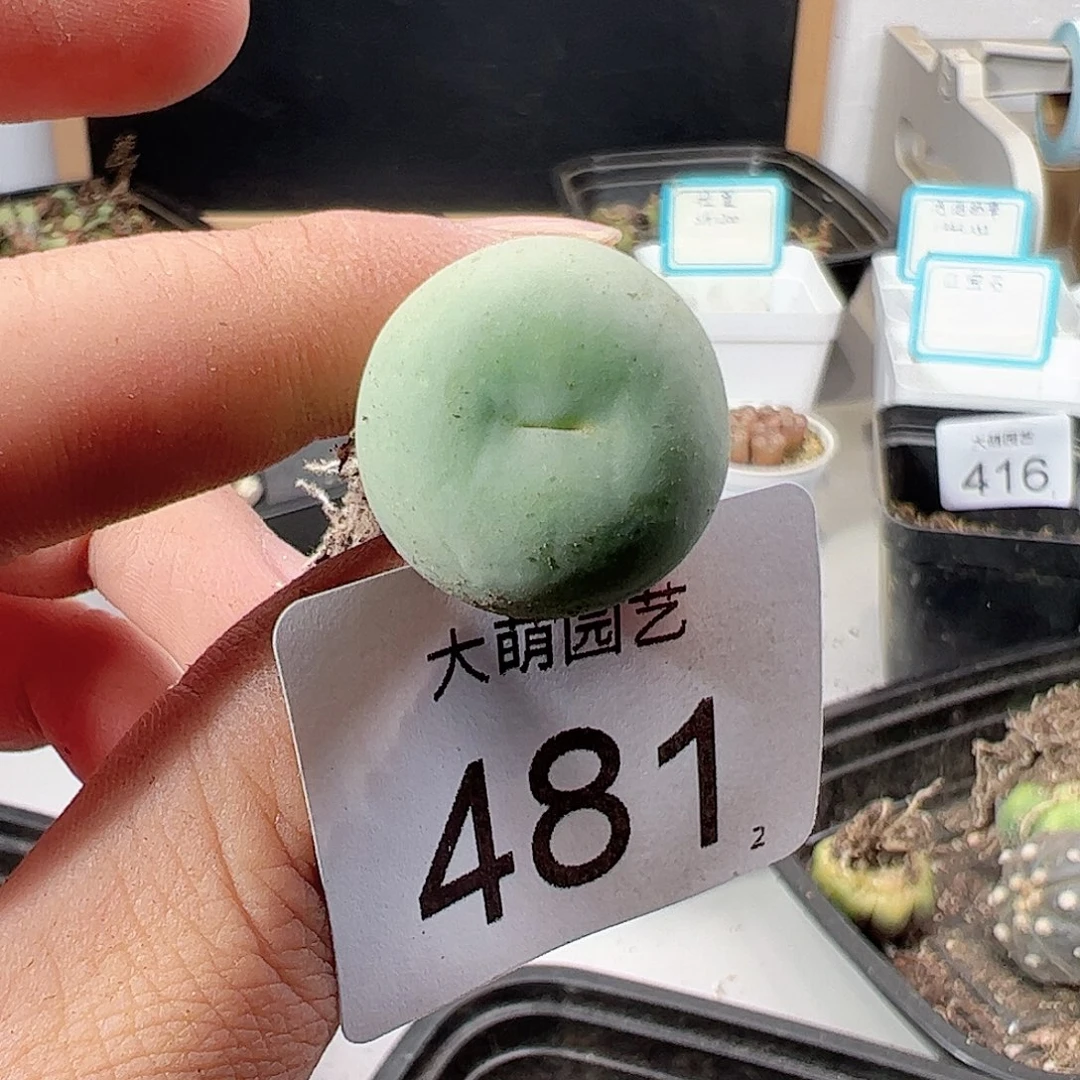 0000481 肉锥一物一拍……