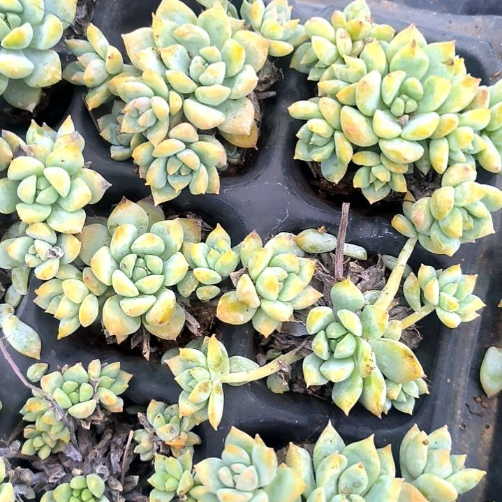 粉曼多头老苗，无售后，满5元包邮