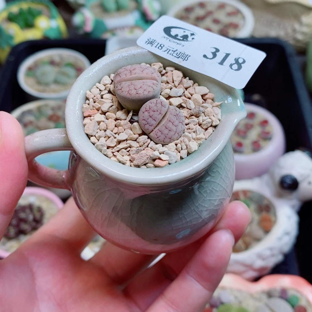 生石花花花花花花318