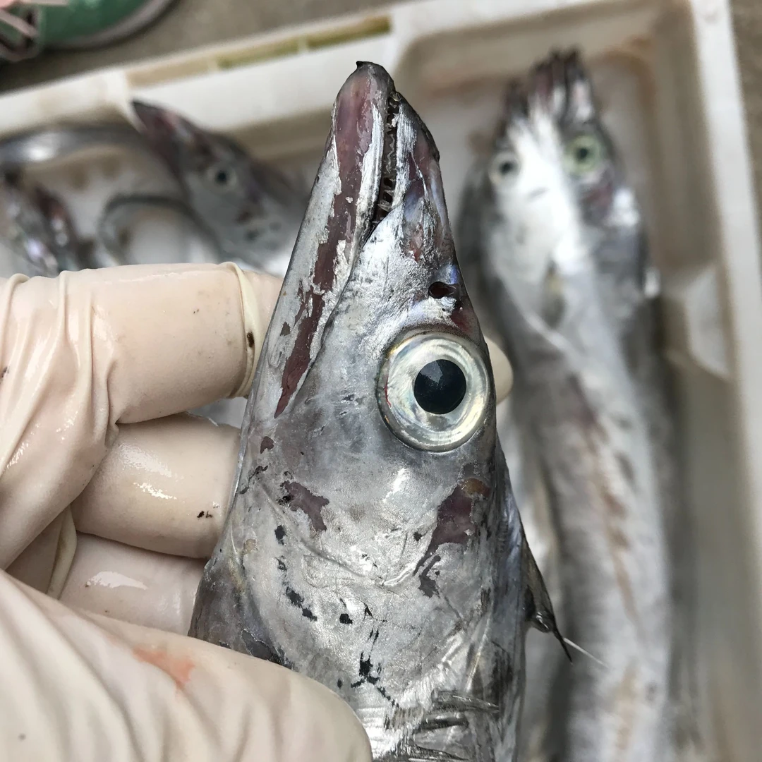 舟山雷达网小眼睛油带鱼7-9两 大带鱼 清蒸 红烧