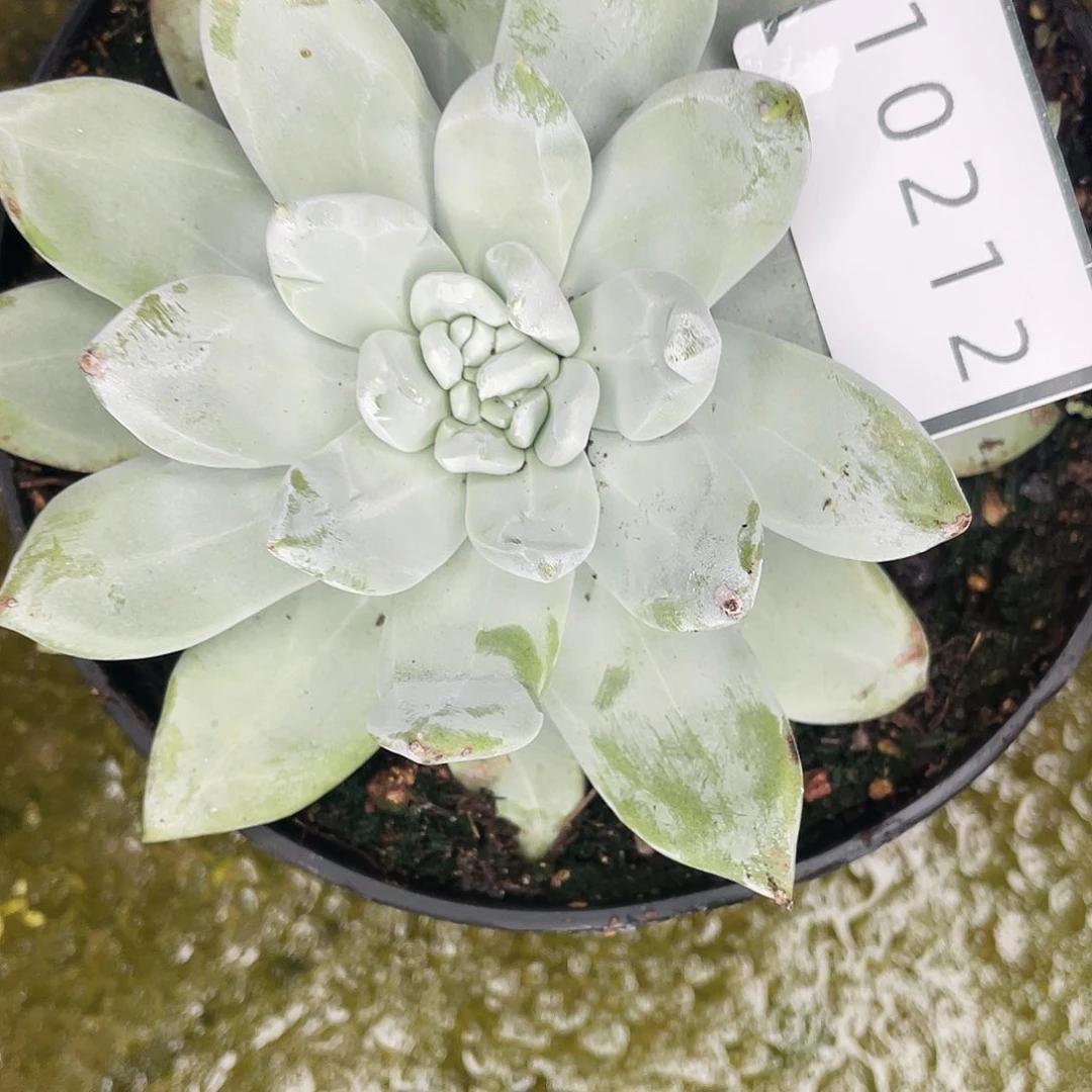 独****来帕翠莎双头仙女杯10212