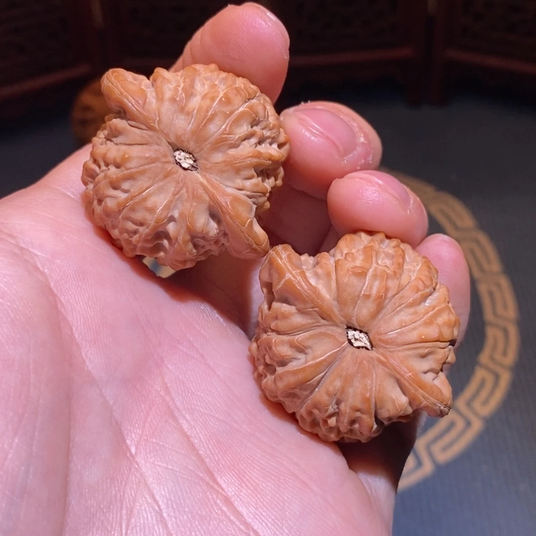 38尺 全品白茬  三日红 血麒麟