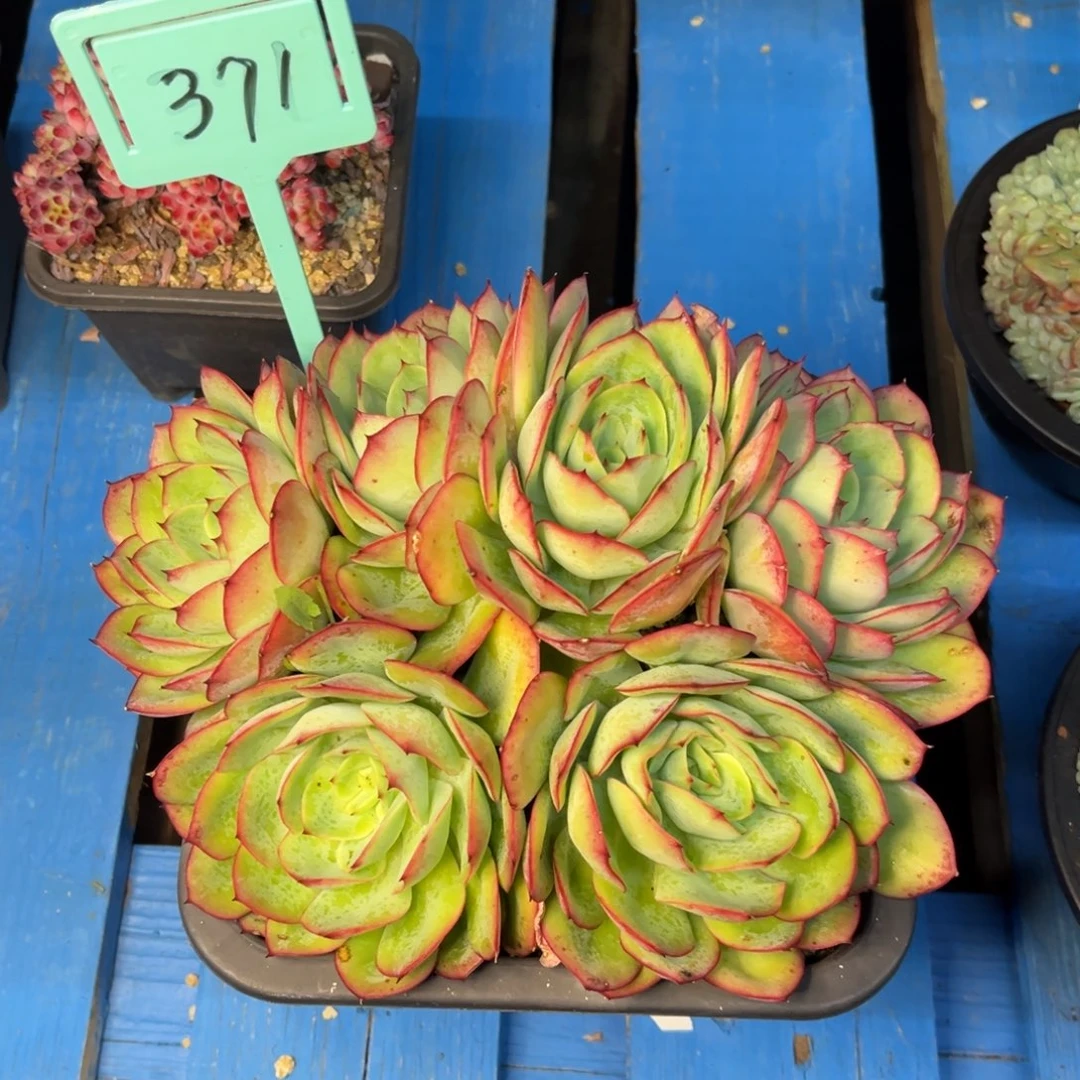 小雨多肉群生牡丹亭