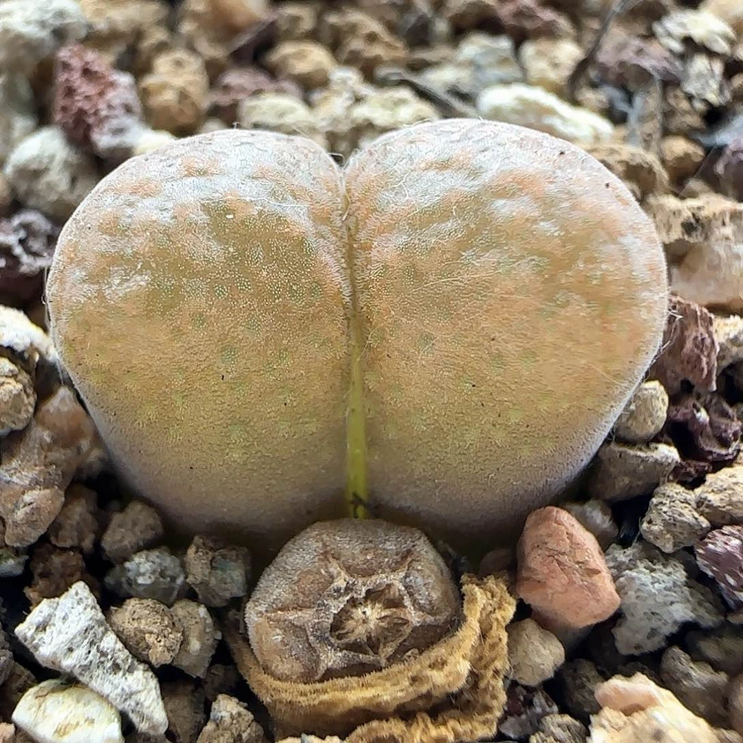 蛋糕风铃。      44925