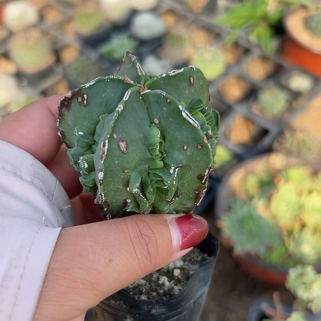 舞***疯多肉植物多肉植物