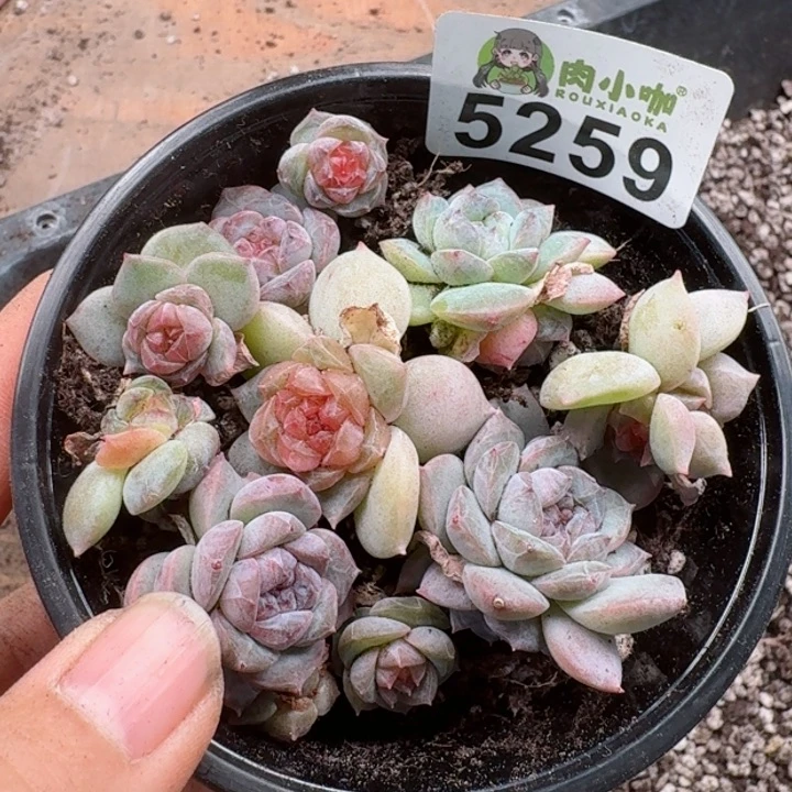 多肉植物多肉植物