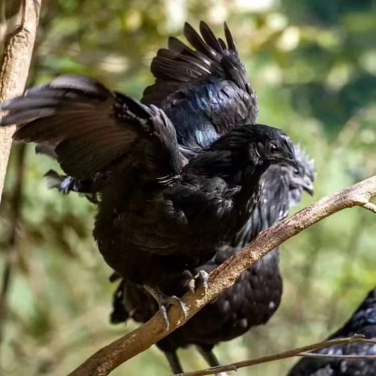 童子鸡菊花冠凤冠重冠川山耘旧院黑鸡1斤到1斤左右四川土鸡包邮