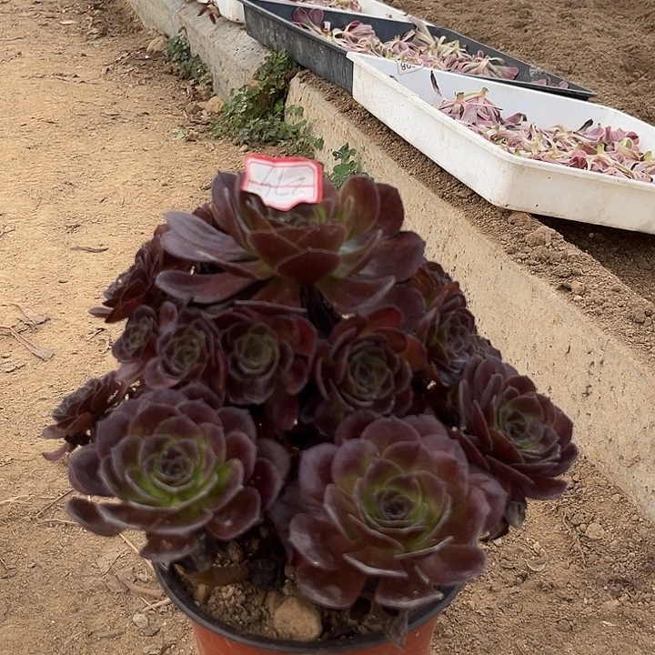 黑奇石多肉植物一个