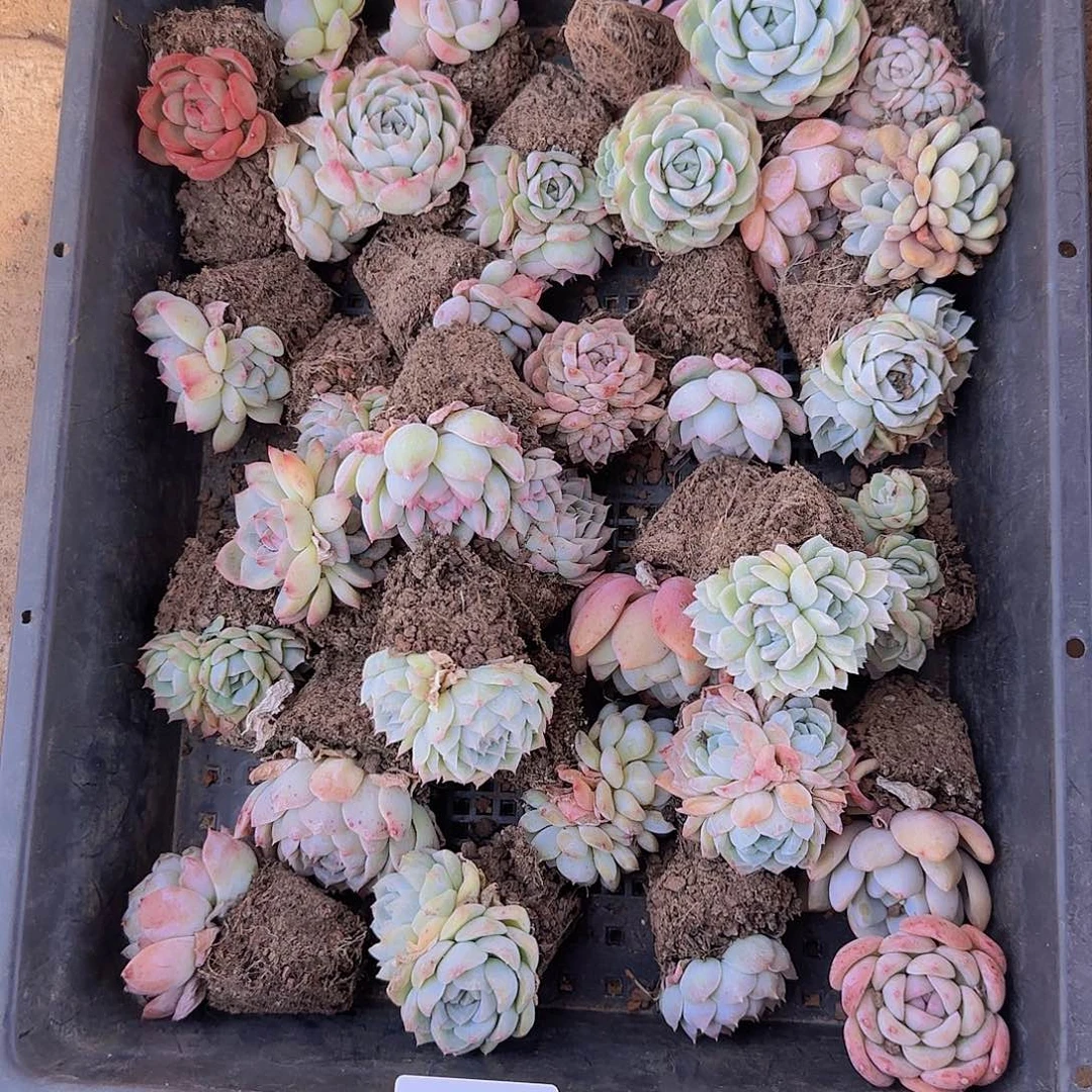 直播一物一拍多肉38