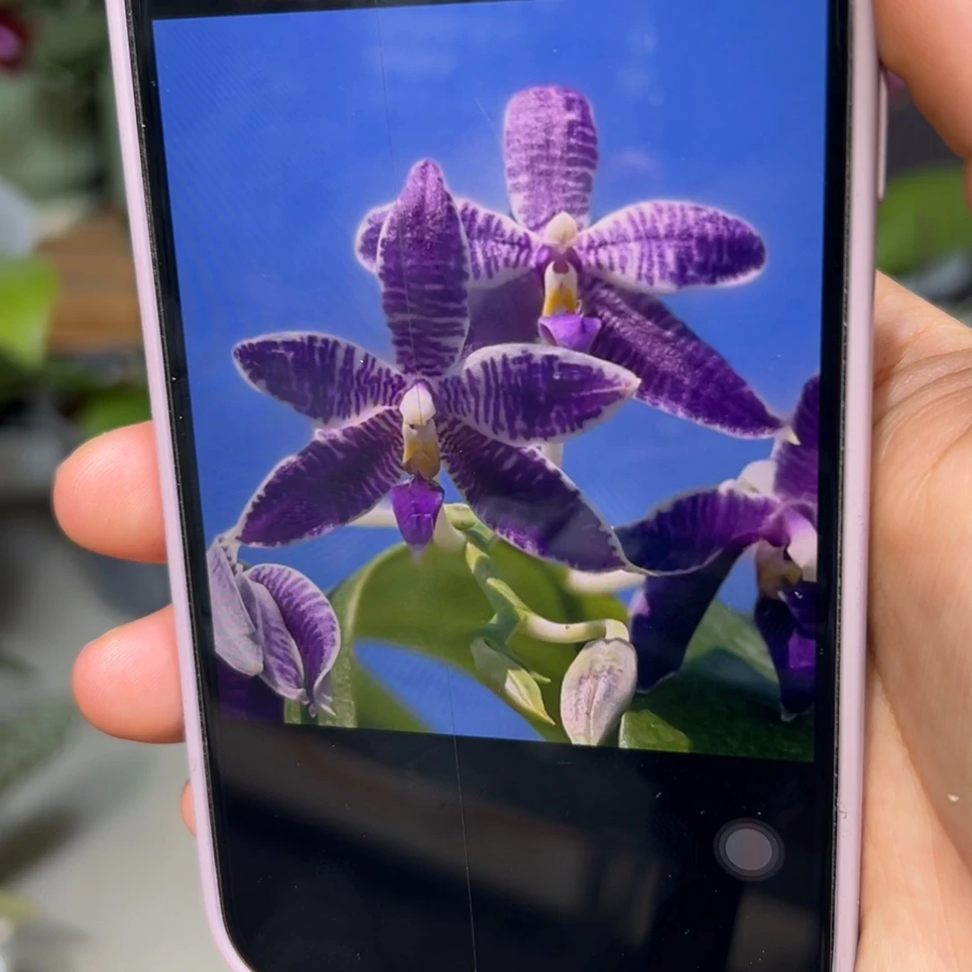 当前无花栽培后可以开花蓝路帝