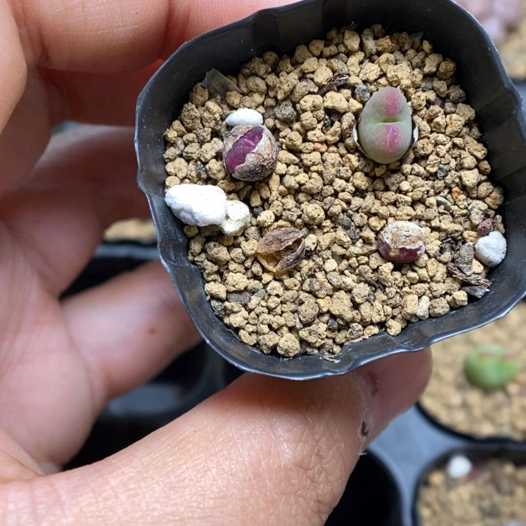 多肉植物肉锥杂交K-3751