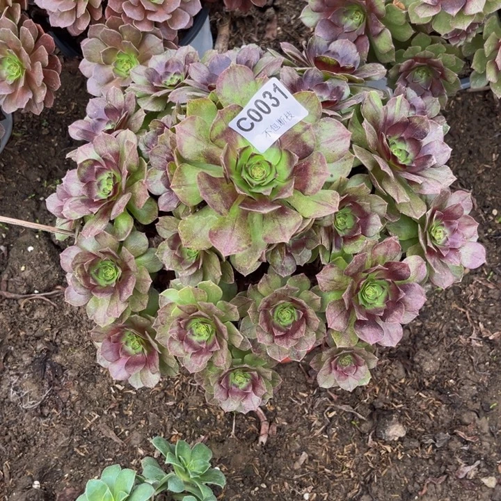 031 多肉法师不包断枝