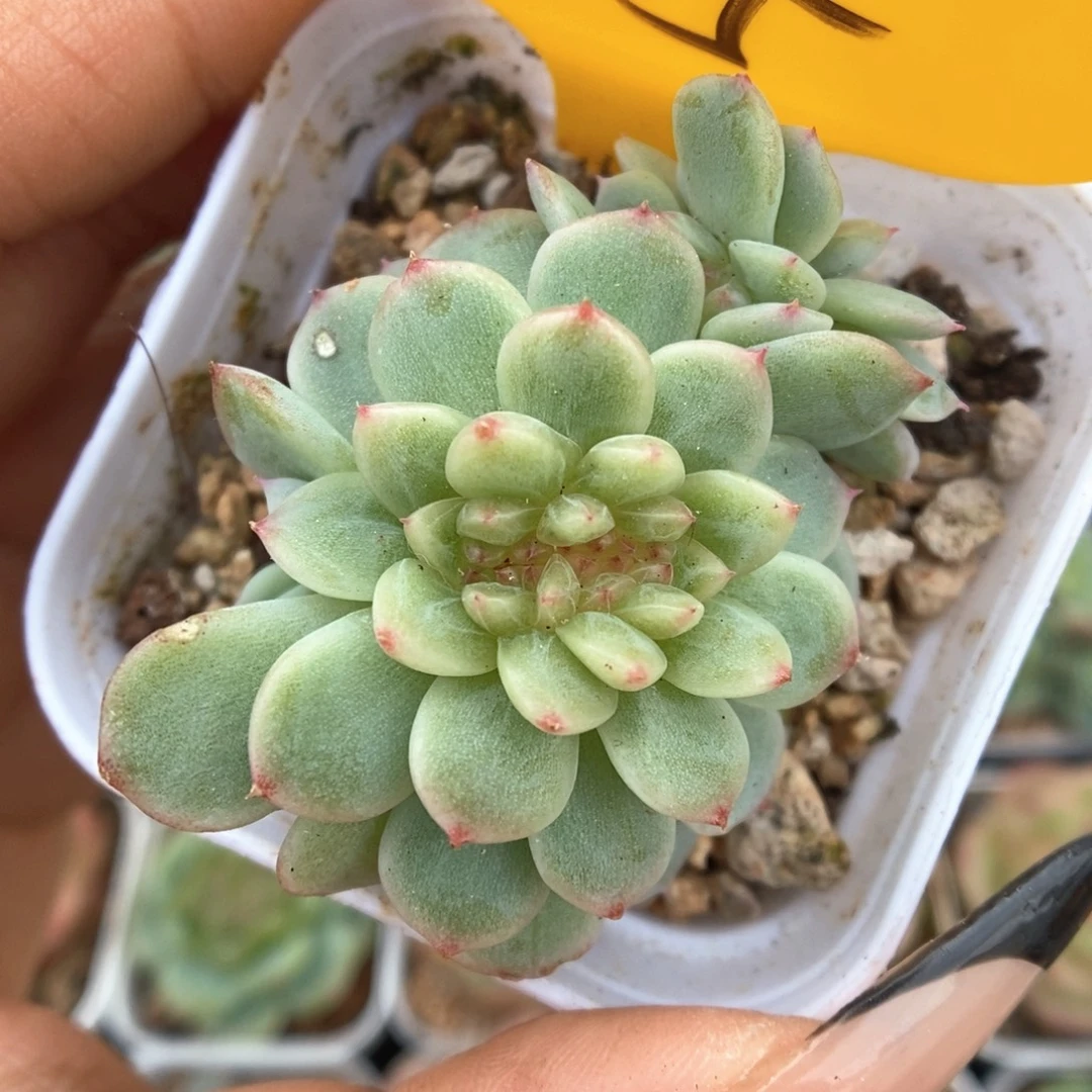 纸鸢缀化可拍515号。