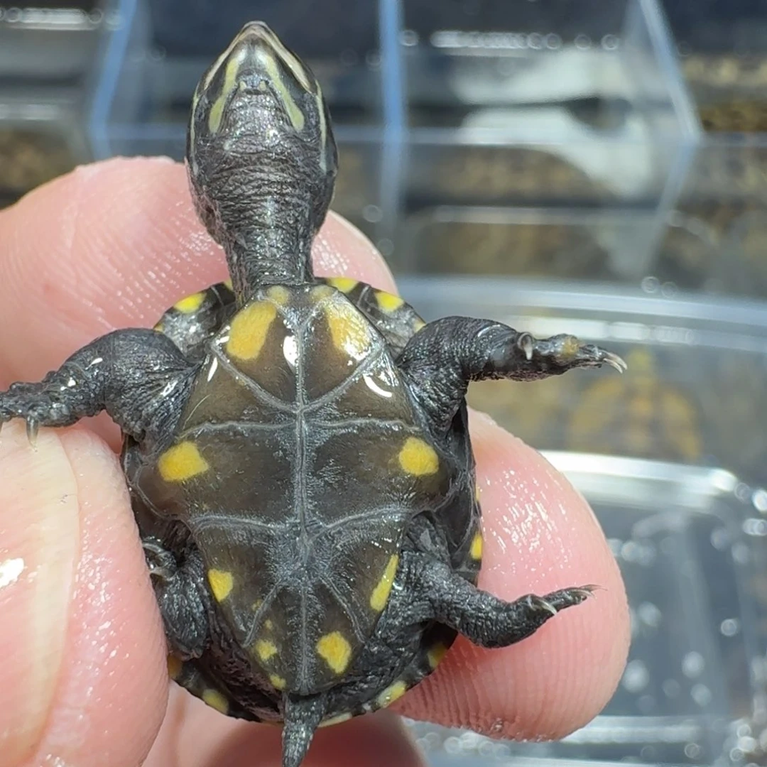 不分公母招**玉果核龟苗一只