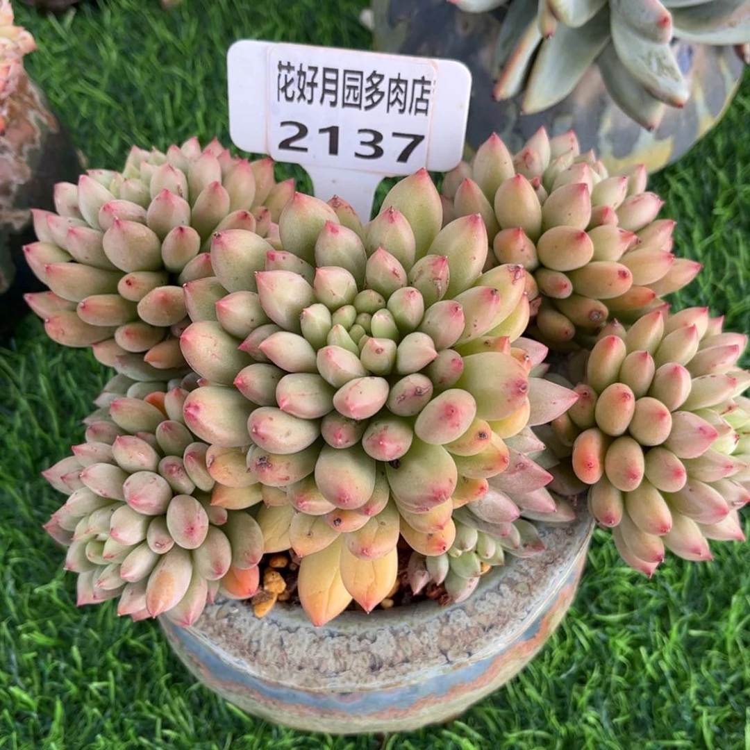 M***言多肉植物2137带盆