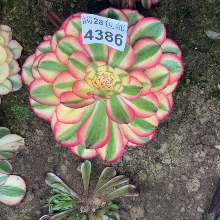 4386南倾城多肉植物